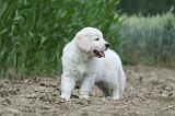 GOLDEN RETRIEVER 631